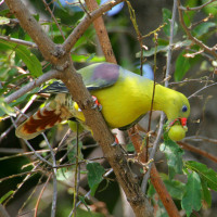 African Green-Pigeon